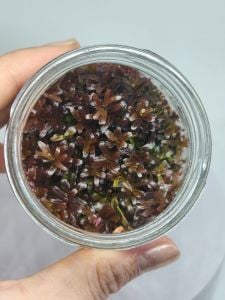 Rotala rotala rotundifolia reddish vietnam IN VITRO JAR