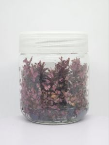 Rotala rotala rotundifolia reddish vietnam IN VITRO JAR