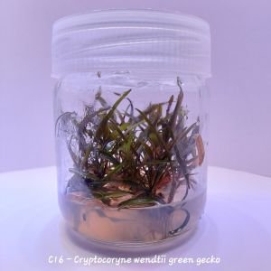Cryptocoryne wendtii green gecko IN VITRO JAR (KAVANOZ)