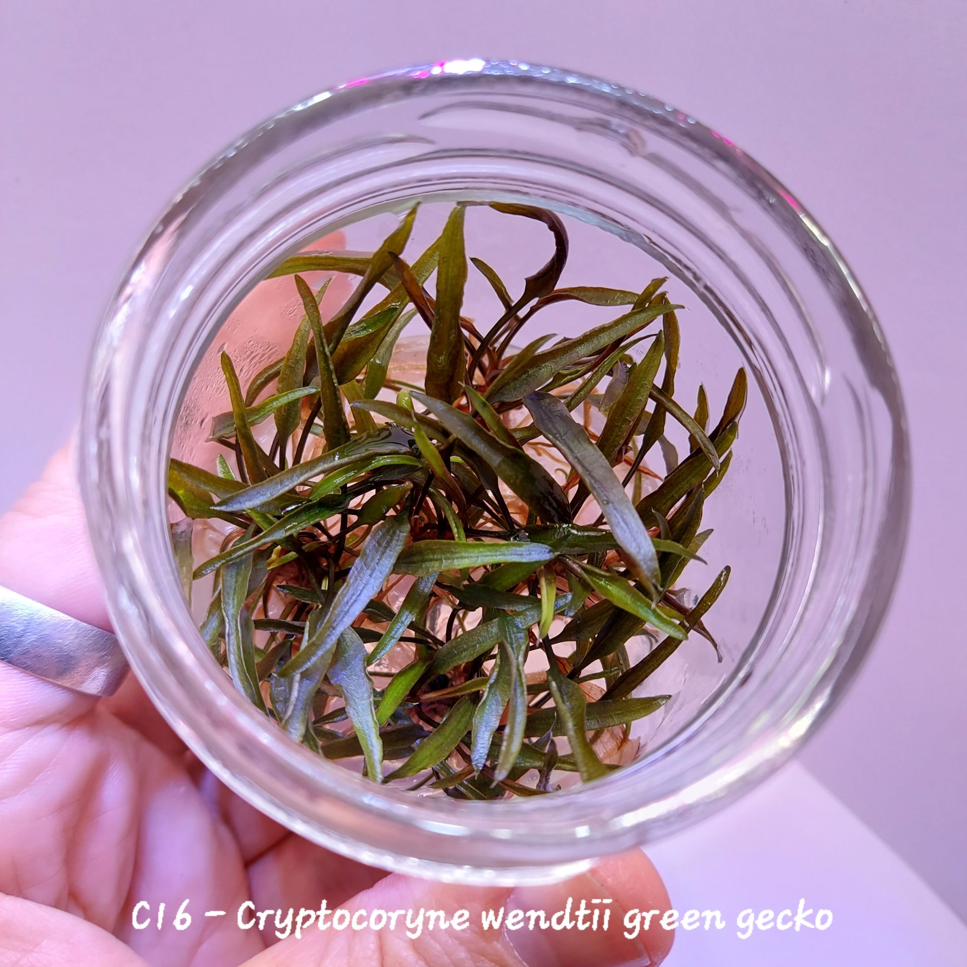 Cryptocoryne wendtii green gecko IN VITRO JAR (KAVANOZ)
