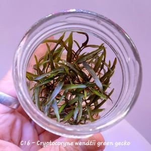 Cryptocoryne wendtii green gecko IN VITRO JAR (KAVANOZ)