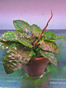 Cryptocoryne fusca ADET - ÖN SİPARİŞ