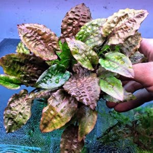 Cryptocoryne fusca ADET ÖN SİPARİŞ