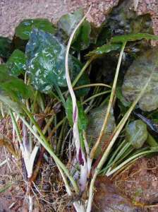 Cryptocoryne fusca ADET - ÖN SİPARİŞ