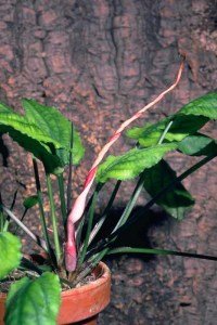 Cryptocoryne fusca ADET - ÖN SİPARİŞ