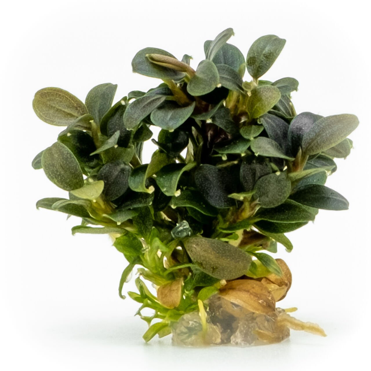 Akvared - Bucephalandra kedagang mini round EXVITRO ADET
