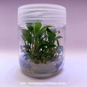 Homalomena sekadau south IN VITRO JAR (KAVANOZ)