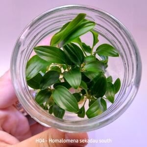 Homalomena sekadau south IN VITRO JAR (KAVANOZ)