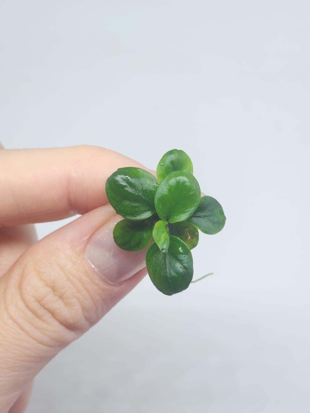 Anubias mini coin EXVITRO