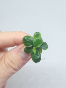 Anubias mini coin EXVITRO