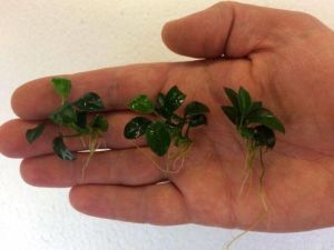 Anubias nana petite EXVITRO