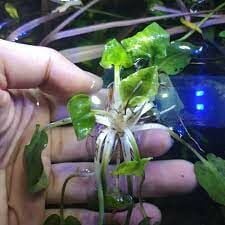 Cryptocoryne hendrikii ADET - ÖN SİPARİŞ