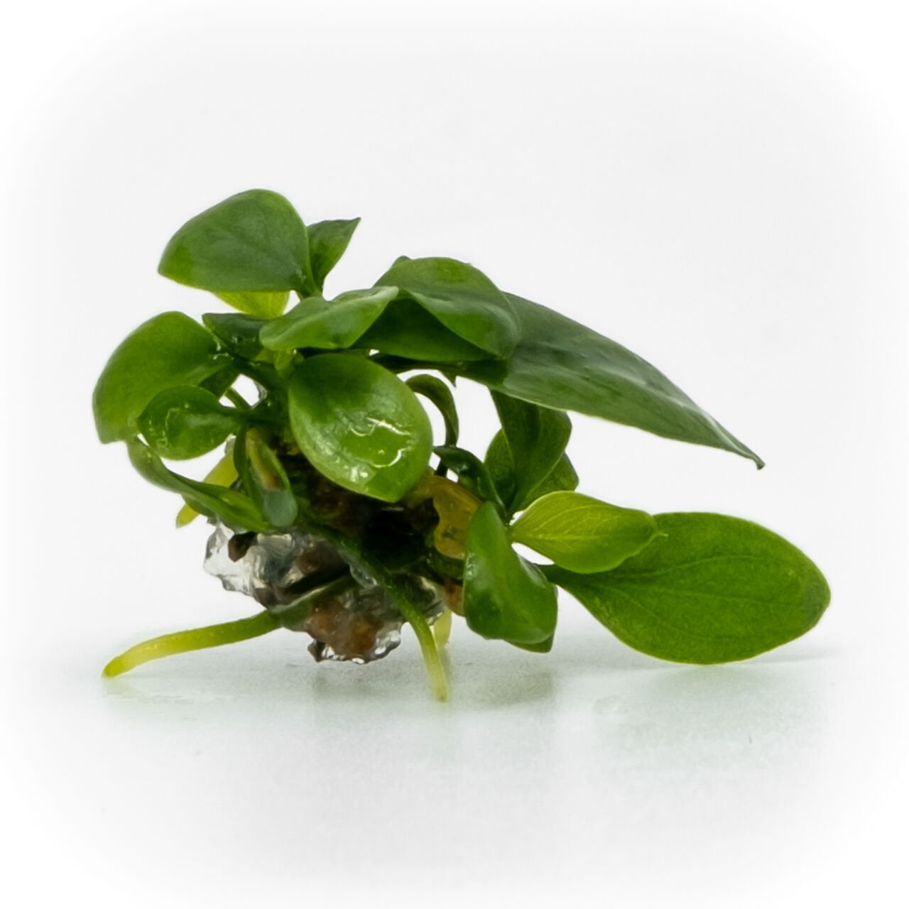 Anubias nana petite EX VITRO