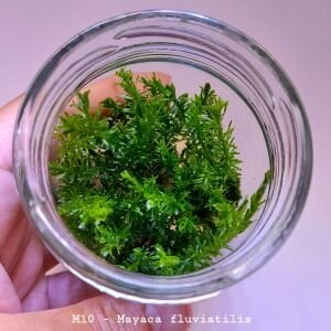 Mayaca fluviatilis IN VITRO JAR (KAVANOZ)