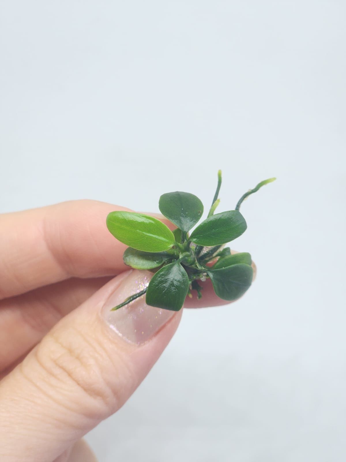 Anubias nana petite EXVITRO