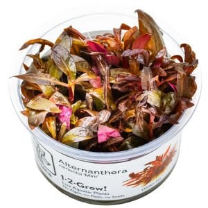 Tropica - Alternanthera reineckii mini 1-2 GROW!