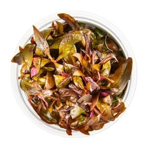 Tropica - Alternanthera reineckii mini 1-2 GROW!