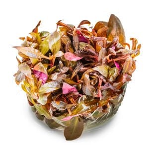 Tropica - Alternanthera reineckii mini 1-2 GROW!