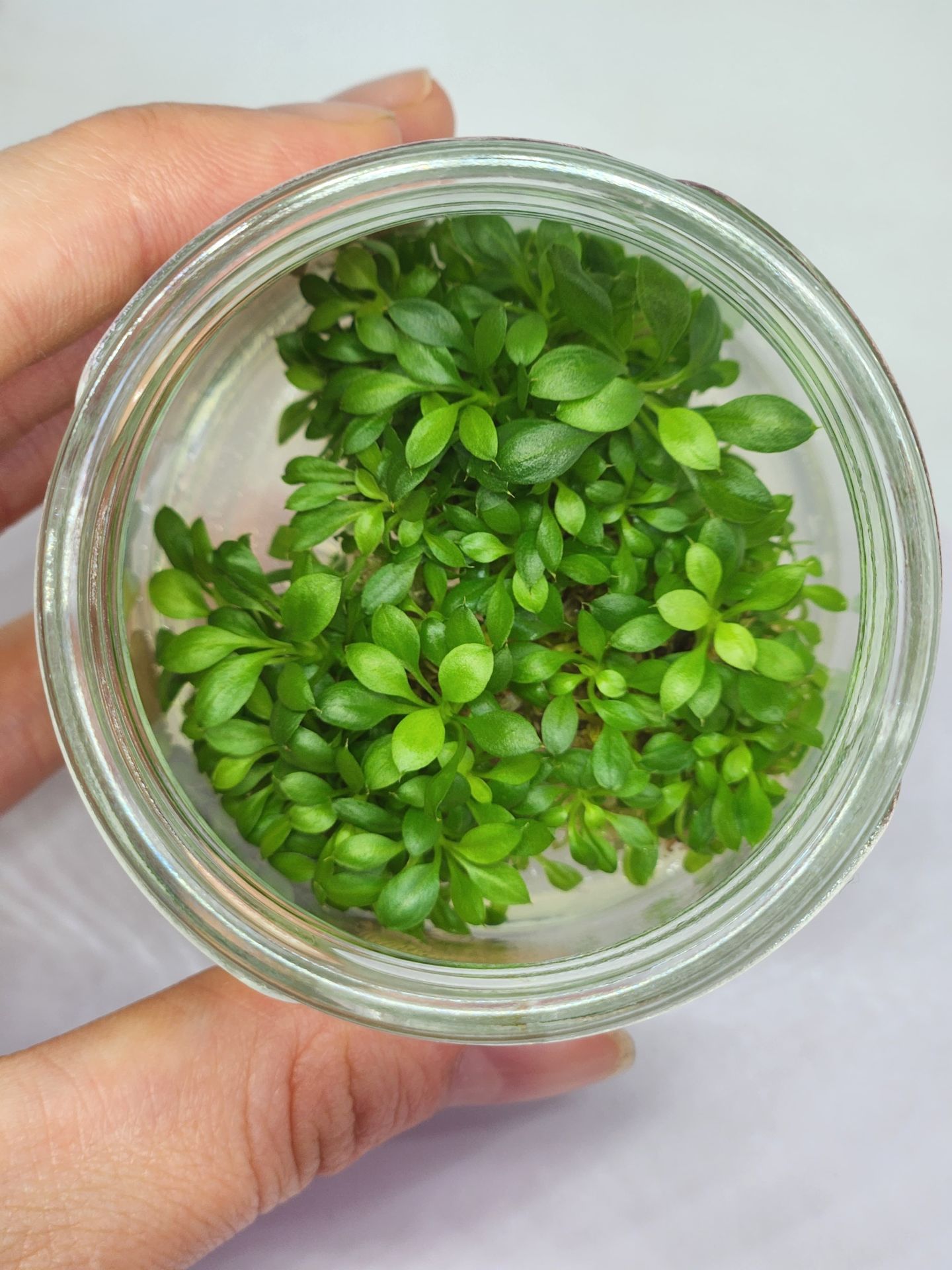 Anubias microgreen IN VITRO JAR (KAVANOZ)