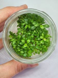 Anubias microgreen IN VITRO JAR (KAVANOZ)