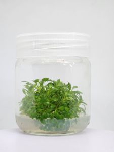 Anubias microgreen IN VITRO JAR (KAVANOZ)