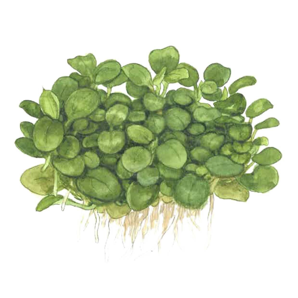 Tropica - Anubias barteri mini coin 1-2 Grow!