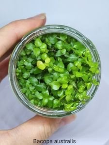 Bacopa australis IN VITRO JAR (KAVANOZ)