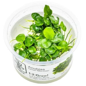 Tropica - Anubias barteri mini coin 1-2 Grow!