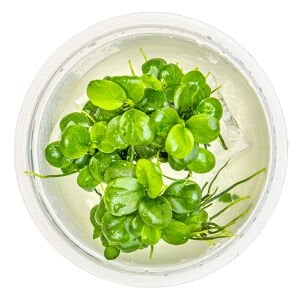 Tropica - Anubias barteri mini coin 1-2 Grow!