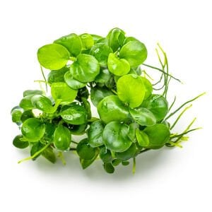 Tropica - Anubias barteri mini coin 1-2 Grow!