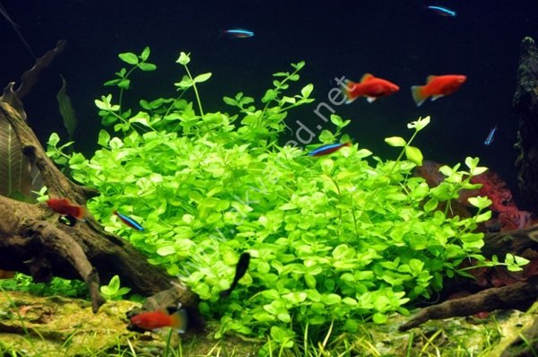 Bacopa australis IN VITRO JAR (KAVANOZ)