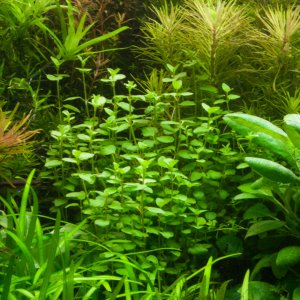 Bacopa australis IN VITRO JAR (KAVANOZ)