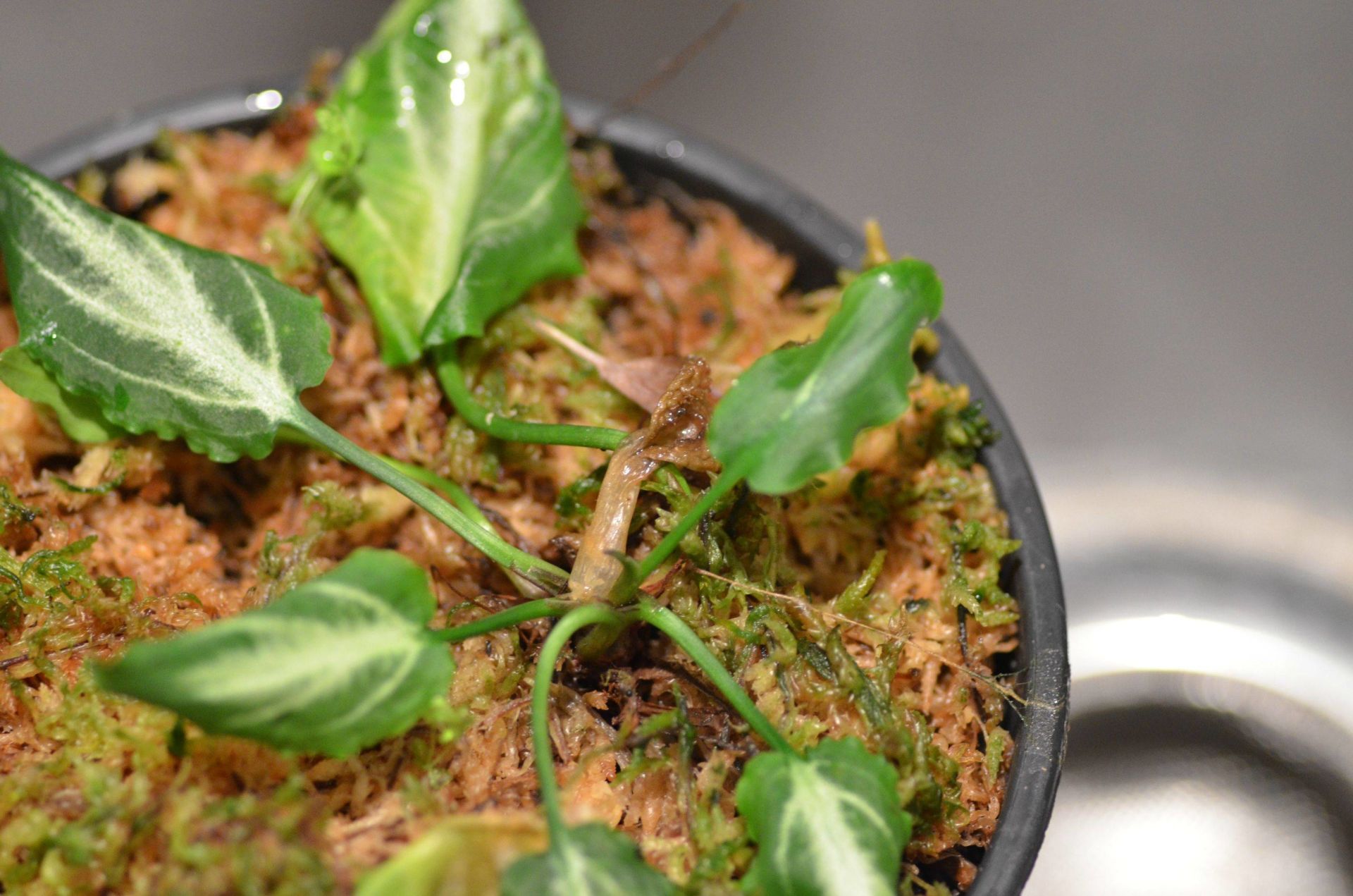 Cryptocoryne lingga 19 ADET - ÖN SİPARİŞ