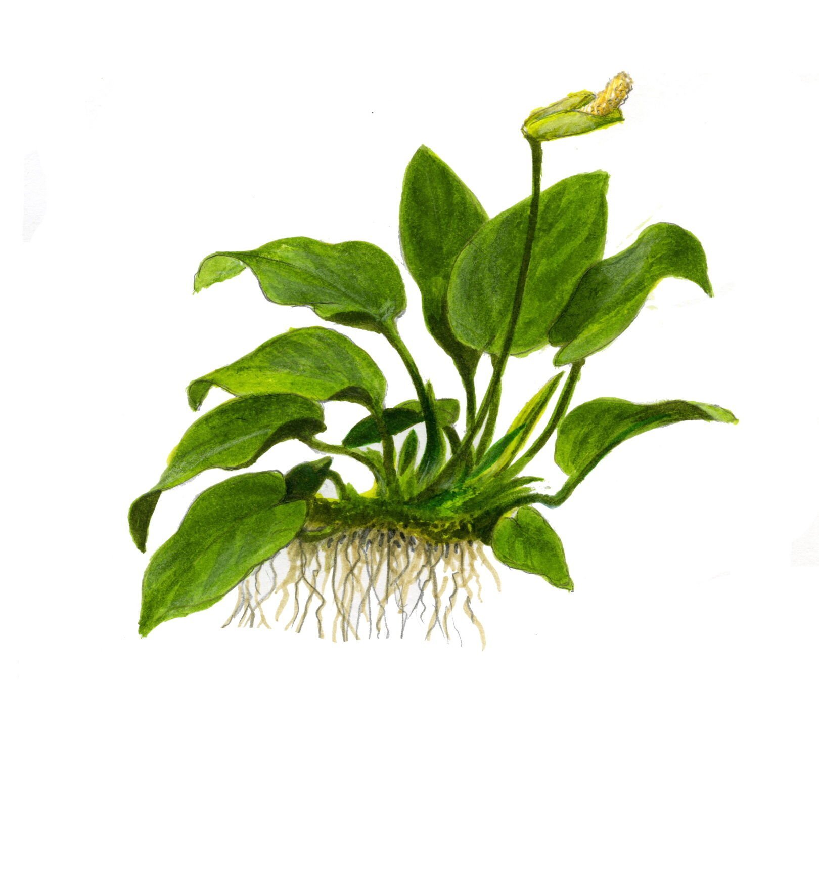 Tropica - Anubias barteri nana 1-2 Grow!