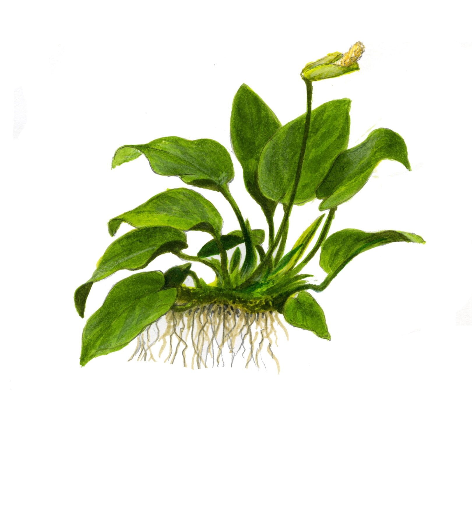 Tropica - Anubias barteri nana 1-2 Grow!