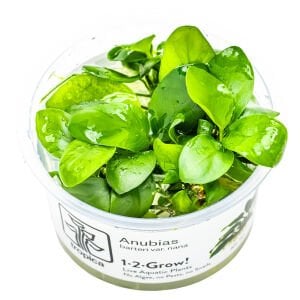 Tropica - Anubias barteri nana 1-2 Grow!