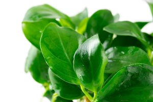 Tropica - Anubias barteri nana 1-2 Grow!