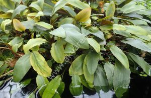 Cryptocoryne beckettii IN VITRO JAR (KAVANOZ)