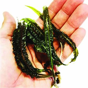 Cryptocoryne long leaf ADET - ÖN SİPARİŞ