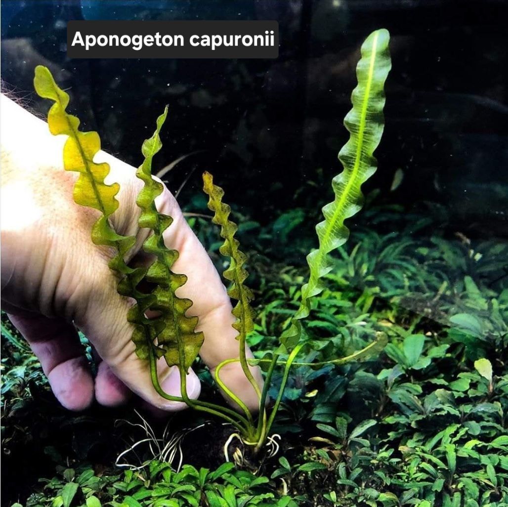 Aponogeton capuronii (Yumru) ADET
