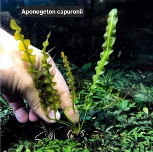 Aponogeton capuronii (Yumru) ADET