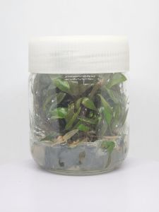 Cryptocoryne beckettii IN VITRO JAR (KAVANOZ)