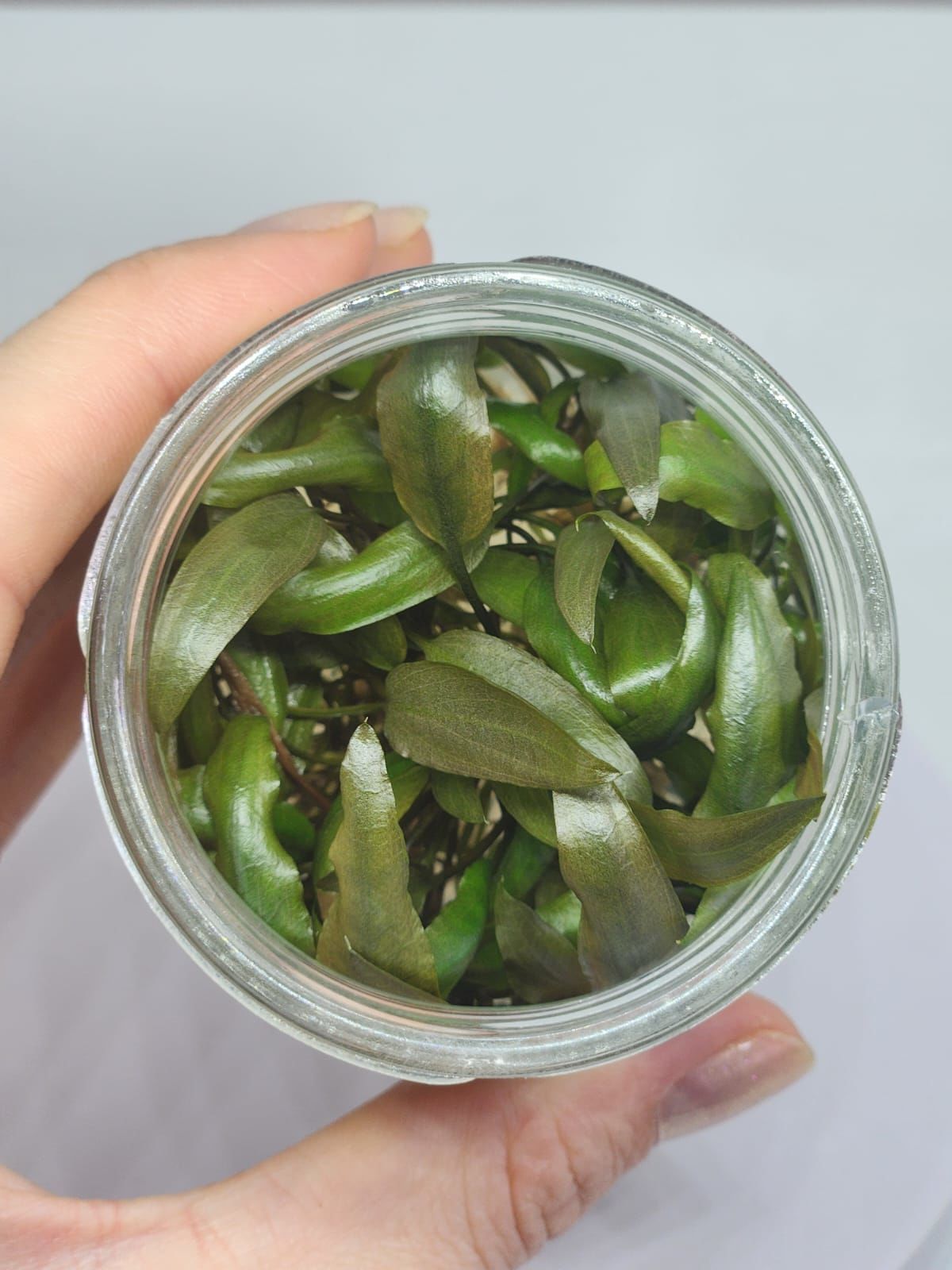 Cryptocoryne beckettii IN VITRO JAR (KAVANOZ)