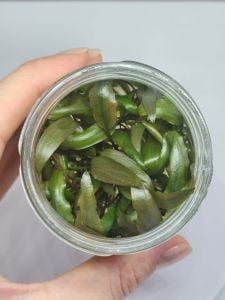 Cryptocoryne beckettii IN VITRO JAR (KAVANOZ)