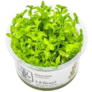 Tropica - Bacopa caroliniana 1-2 Grow!