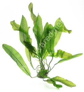 Aponogeton madagascariensis henkelianus (Yumru) ADET