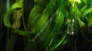 Aponogeton madagascariensis henkelianus ADET