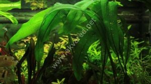 Aponogeton madagascariensis henkelianus (Yumru) ADET