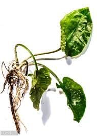 Cryptocoryne longicauda ADET - ÖN SİPARİŞ