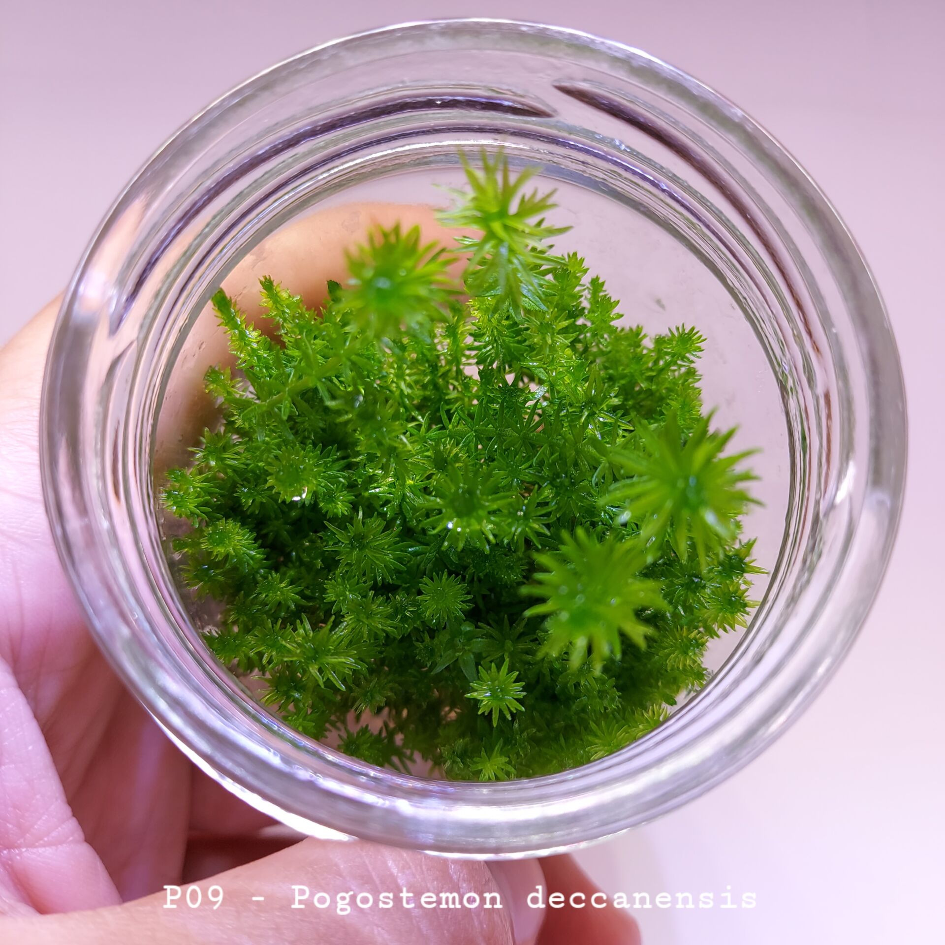 Pogostemon deccanensis IN VITRO JAR (KAVANOZ)